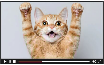 media embed blog post cat (2489 x 1560 px)